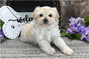 Thomas - Malti Poo - Maltipoo for sale