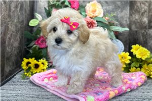 Isla - Malti Poo - Maltipoo for sale