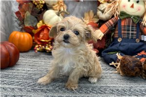 Millie - Maltipoo for sale