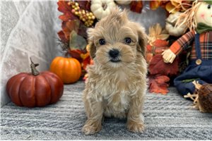 Mallory - Maltipoo for sale