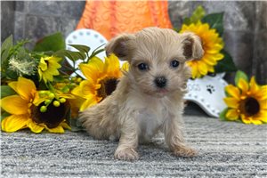 Millie - Maltipoo for sale