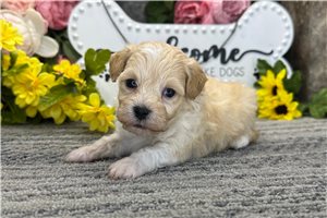 Seamus - Malti Poo - Maltipoo for sale