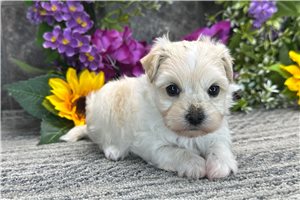 Thomas - Malti Poo - Maltipoo for sale