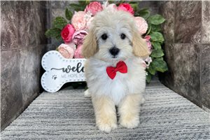 Isaiah - Malti Poo - Maltipoo for sale
