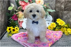 Isaiah - Malti Poo - Maltipoo for sale