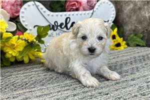 Simone - puppy for sale