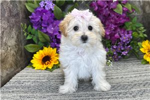 Quinn - Malti Poo - Maltipoo for sale