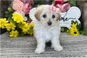 Quinn - Malti Poo - Maltipoo for sale