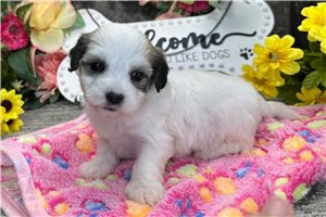 Marrone - puppy for sale