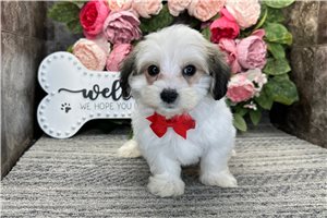 Marrone - Mixed/Other for sale