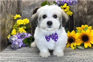 Marrone - Mixed/Other for sale