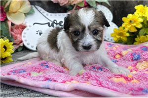 Mariella - puppy for sale