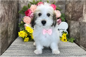 Matt - Mixed/Other for sale