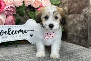 Mateo - Mixed/Other for sale