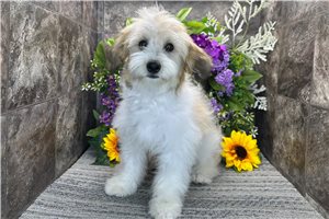 Mateo - Mixed/Other for sale