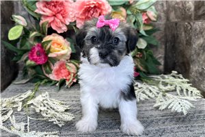 Minnie - puppy for sale