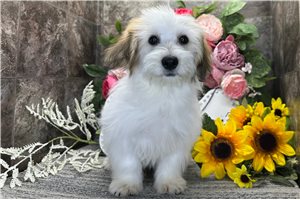 Martin - Mixed/Other for sale