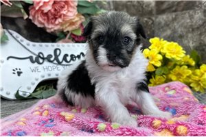 Minnie - puppy for sale