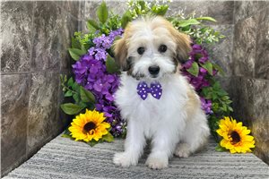 Mateo - Mixed/Other for sale
