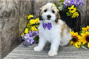 Mateo - Mixed/Other for sale