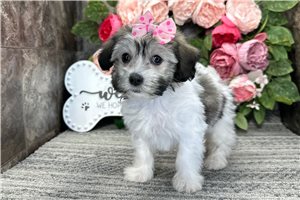 Maria - Mixed/Other for sale