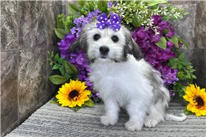 Maria - Mixed/Other for sale