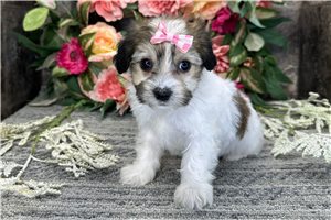 Mariella - Mixed/Other for sale