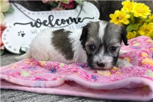 Maria - puppy for sale