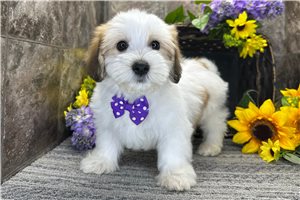 Martin - Mixed/Other for sale