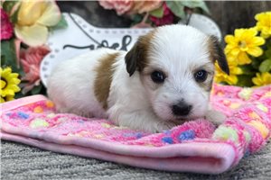 Martin - puppy for sale