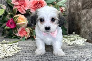 Marrone - Mixed/Other for sale