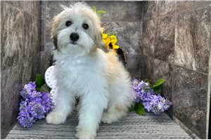 Mateo - Mixed/Other for sale