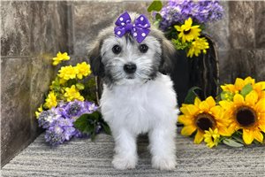 Maria - Mixed/Other for sale