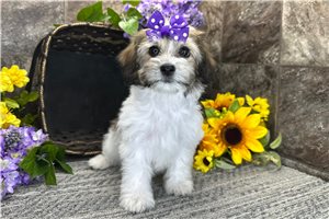 Mariella - Mixed/Other for sale