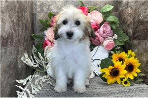 Mateo - Mixed/Other for sale