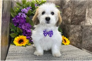 Martin - Mixed/Other for sale