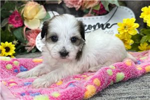 Mason - puppy for sale