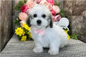 Marrone - puppy for sale