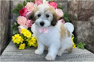 Mateo - Mixed/Other for sale