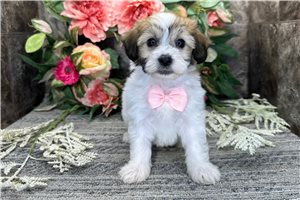 Mateo - Mixed/Other for sale