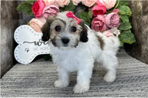 Mariella - Mixed/Other for sale