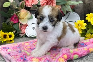 Mateo - puppy for sale