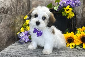 Mason - Mixed/Other for sale