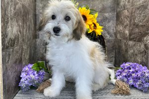 Mateo - Mixed/Other for sale