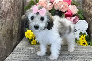 Maria - puppy for sale
