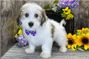 Matt - Mixed/Other for sale