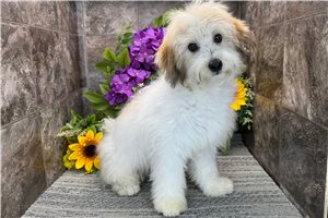 Mateo - Mixed/Other for sale