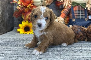 Raspberry - puppy for sale