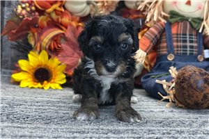 Rudy - puppy for sale
