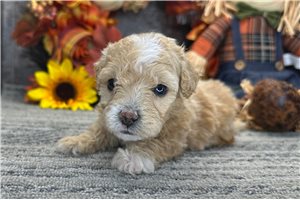 Roger - puppy for sale